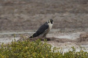 Hawk, Perigrine Falcon, 2012-12313820c Laguna Atascosa NWR, TX